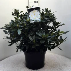 Rhododendron (Rhododendron 'Madame Masson') -Natuur Kus Verkoopwinkel r. mme masson c20