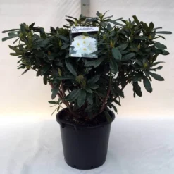 Rhododendron (Rhododendron 'Madame Masson') -Natuur Kus Verkoopwinkel r. mme masson c30