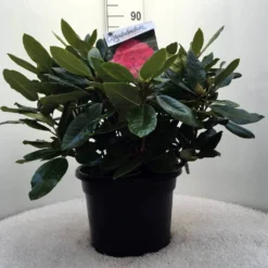 Rhododendron (Rhododendron 'American Beauty') -Natuur Kus Verkoopwinkel r. p.a. beauty c20 1