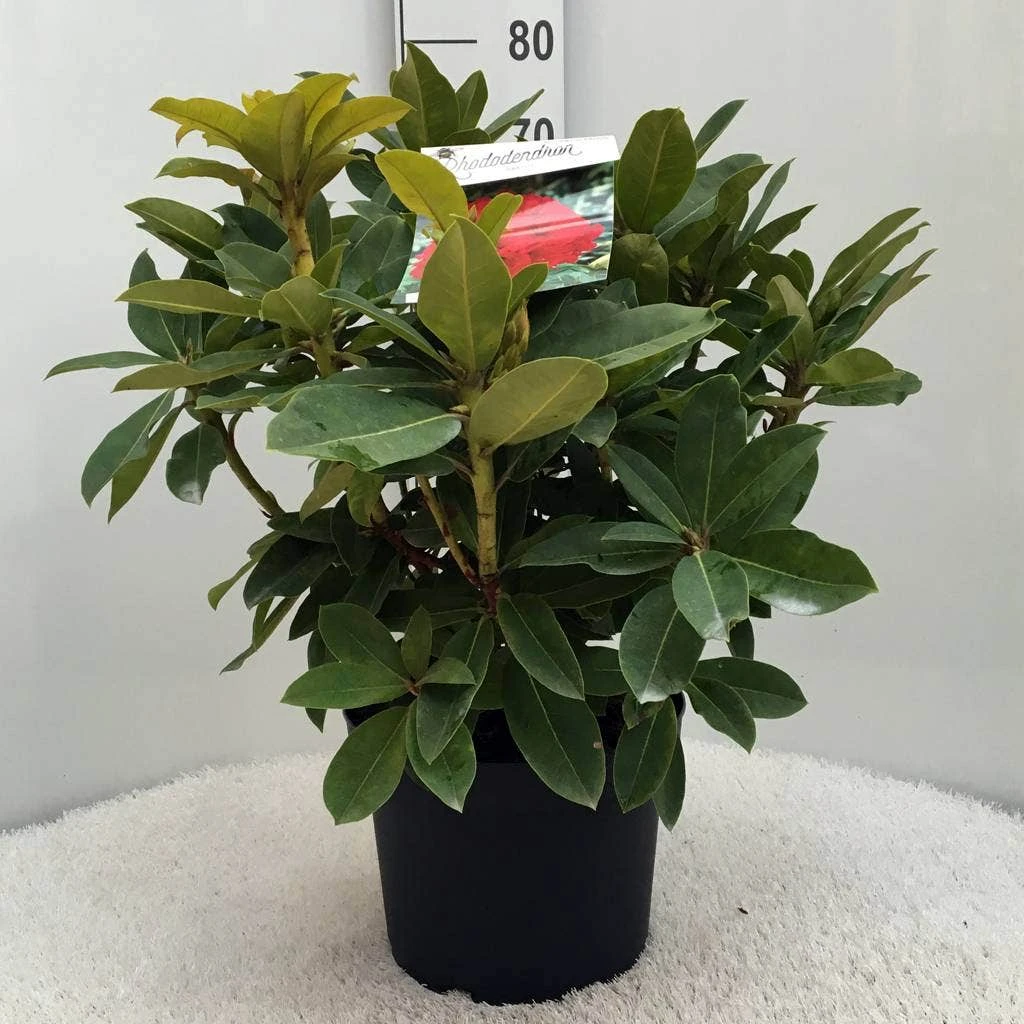 Rhododendron (Rhododendron 'Red Jack') 8 Rhododendron (Rhododendron 'Red Jack') - Afbeelding 8