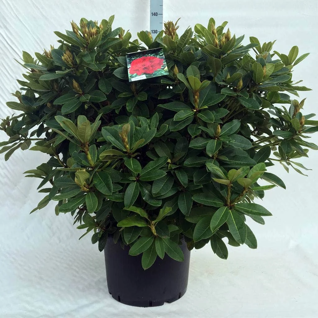 Rhododendron (Rhododendron 'Red Jack') 17 Rhododendron (Rhododendron 'Red Jack') - Afbeelding 17