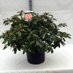 Rhododendron (Rhododendron 'Virginia Richards') -Natuur Kus Verkoopwinkel r. virginia richards c40