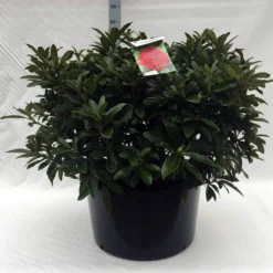 Rhododendron (Rhododendron 'Wilgen's Ruby') -Natuur Kus Verkoopwinkel r. wilgens ruby c80