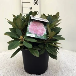 Dwergrhododendron (Rhododendron 'Dreamland') -Natuur Kus Verkoopwinkel r. y dreamland c5