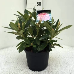 Rhododendron (Rhododendron 'Percy Wiseman') 23 Rhododendron (Rhododendron 'Percy Wiseman') -Natuur Kus Verkoopwinkel r. y percy wiseman c5