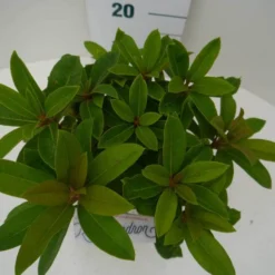 Rhododendron (Rhododendron 'Red Jack') 23 Rhododendron (Rhododendron 'Red Jack') -Natuur Kus Verkoopwinkel red jack c2 boven