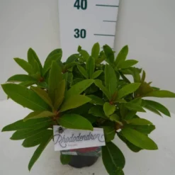 Rhododendron (Rhododendron 'Red Jack') 24 Rhododendron (Rhododendron 'Red Jack') -Natuur Kus Verkoopwinkel red jack c2 zij