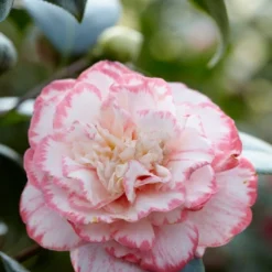 Camelia (Camellia Japonica 'Margaret Davis')