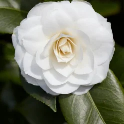 Natuur Kus Verkoopwinkel 32 Camelia (Camellia Japonica 'Purity')