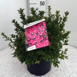 Japanse Azalea (Rhododendron 'Madame Van Hecke') 23 Japanse Azalea (Rhododendron 'Madame Van Hecke') -Natuur Kus Verkoopwinkel rh. aj mme van hecke c10