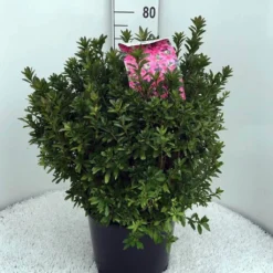 Japanse Azalea (Rhododendron 'Madame Van Hecke') 26 Japanse Azalea (Rhododendron 'Madame Van Hecke') -Natuur Kus Verkoopwinkel rh. aj mme van hecke c15