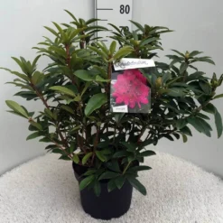 Rhododendron (Rhododendron 'Anah Kruschke') -Natuur Kus Verkoopwinkel rh. anah kruschke c10 50 cm