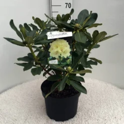 Rhododendron (Rhododendron 'Horizon Monarch') -Natuur Kus Verkoopwinkel rh. horizon monarch c10 50 cm