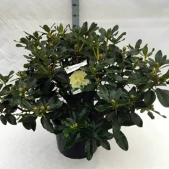 Rhododendron (Rhododendron 'Horizon Monarch') -Natuur Kus Verkoopwinkel rh. horizon monarch c40