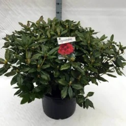 Rhododendron (Rhododendron 'Lord Roberts') -Natuur Kus Verkoopwinkel rh. lord roberts c40
