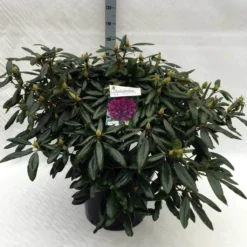Rhododendron (Rhododendron 'Marcel Menard') -Natuur Kus Verkoopwinkel rh. marcel menard c40
