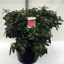 Rhododendron (Rhododendron 'Markeeta's Prize') -Natuur Kus Verkoopwinkel rh. markeeta s prize c80