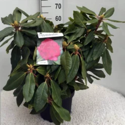 Rhododendron (Rhododendron 'American Beauty') -Natuur Kus Verkoopwinkel rh. p. a. beauty c10 50 cm