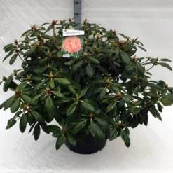Rhododendron (Rhododendron 'Virginia Richards') -Natuur Kus Verkoopwinkel rh. virginia richards c40