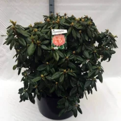 Rhododendron (Rhododendron 'Virginia Richards') -Natuur Kus Verkoopwinkel rh. virginia richards c80