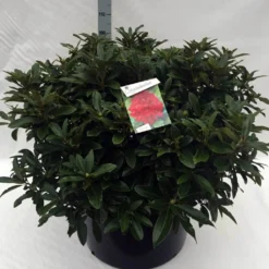 Rhododendron (Rhododendron 'Wilgen's Ruby') -Natuur Kus Verkoopwinkel rh. wilgens ruby c80