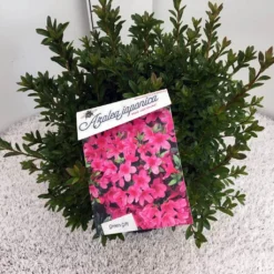 Japanse Azalea (Rhododendron 'Madame Van Hecke') 24 Japanse Azalea (Rhododendron 'Madame Van Hecke') -Natuur Kus Verkoopwinkel rho. aj mme van hecke c10