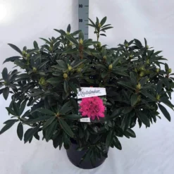 Rhododendron (Rhododendron 'Anah Kruschke') -Natuur Kus Verkoopwinkel rho. anah kruschke c30