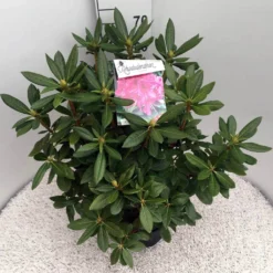 Rhododendron (Rhododendron 'Cosmopolitan') -Natuur Kus Verkoopwinkel rho. cosmopolitan c10 50 cm