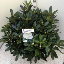 Rhododendron (Rhododendron 'Cunningham White') -Natuur Kus Verkoopwinkel rho. cunn white c20