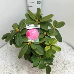 Rhododendron (Rhododendron 'Germania') -Natuur Kus Verkoopwinkel rho. germania c10 50 cm
