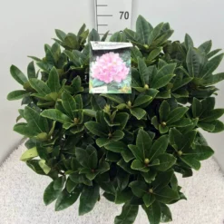 Rhododendron (Rhododendron 'Gomer Waterer') 14 Rhododendron (Rhododendron 'Gomer Waterer') -Natuur Kus Verkoopwinkel rho. gomer waterer c20