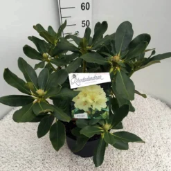 Rhododendron (Rhododendron 'Horizon Monarch') -Natuur Kus Verkoopwinkel rho. horizon monarch c10 50 cm