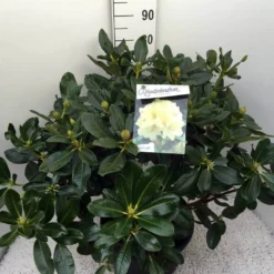 Rhododendron (Rhododendron 'Horizon Monarch') -Natuur Kus Verkoopwinkel rho. horizon monarch c20