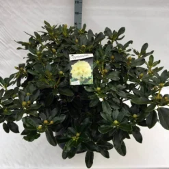 Rhododendron (Rhododendron 'Horizon Monarch') -Natuur Kus Verkoopwinkel rho. horizon monarch c40