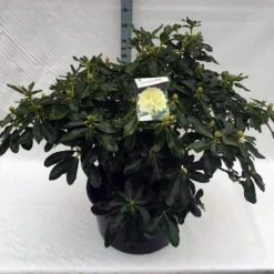 Rhododendron (Rhododendron 'Horizon Monarch') -Natuur Kus Verkoopwinkel rho. horizon monarch c80