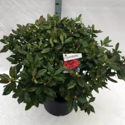 Rhododendron (Rhododendron 'Lord Roberts') -Natuur Kus Verkoopwinkel rho. lord roberts c40