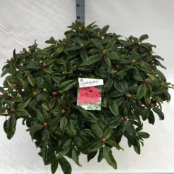 Rhododendron (Rhododendron 'Marie Forte') -Natuur Kus Verkoopwinkel rho. marie forte c40