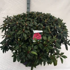 Rhododendron (Rhododendron 'Marie Forte') -Natuur Kus Verkoopwinkel rho. marie forte c80