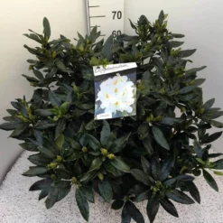 Rhododendron (Rhododendron 'Madame Masson') -Natuur Kus Verkoopwinkel rho. mme masson c20