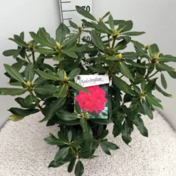 Rhododendron (Rhododendron 'Nova Zembla') 17 Rhododendron (Rhododendron 'Nova Zembla') -Natuur Kus Verkoopwinkel rho. nova zembla c10 50 cm