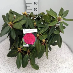Rhododendron (Rhododendron 'American Beauty') -Natuur Kus Verkoopwinkel rho. p. a. beauty c10 50 cm 1