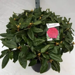 Rhododendron (Rhododendron 'American Beauty') -Natuur Kus Verkoopwinkel rho. pierce amercian beauty c40