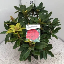 Rhododendron (Rhododendron 'Red Jack') 25 Rhododendron (Rhododendron 'Red Jack') -Natuur Kus Verkoopwinkel rho. red jack c10 50 cm