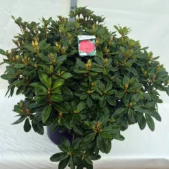 Rhododendron (Rhododendron 'Red Jack') 37 Rhododendron (Rhododendron 'Red Jack') -Natuur Kus Verkoopwinkel rho. red jack c80