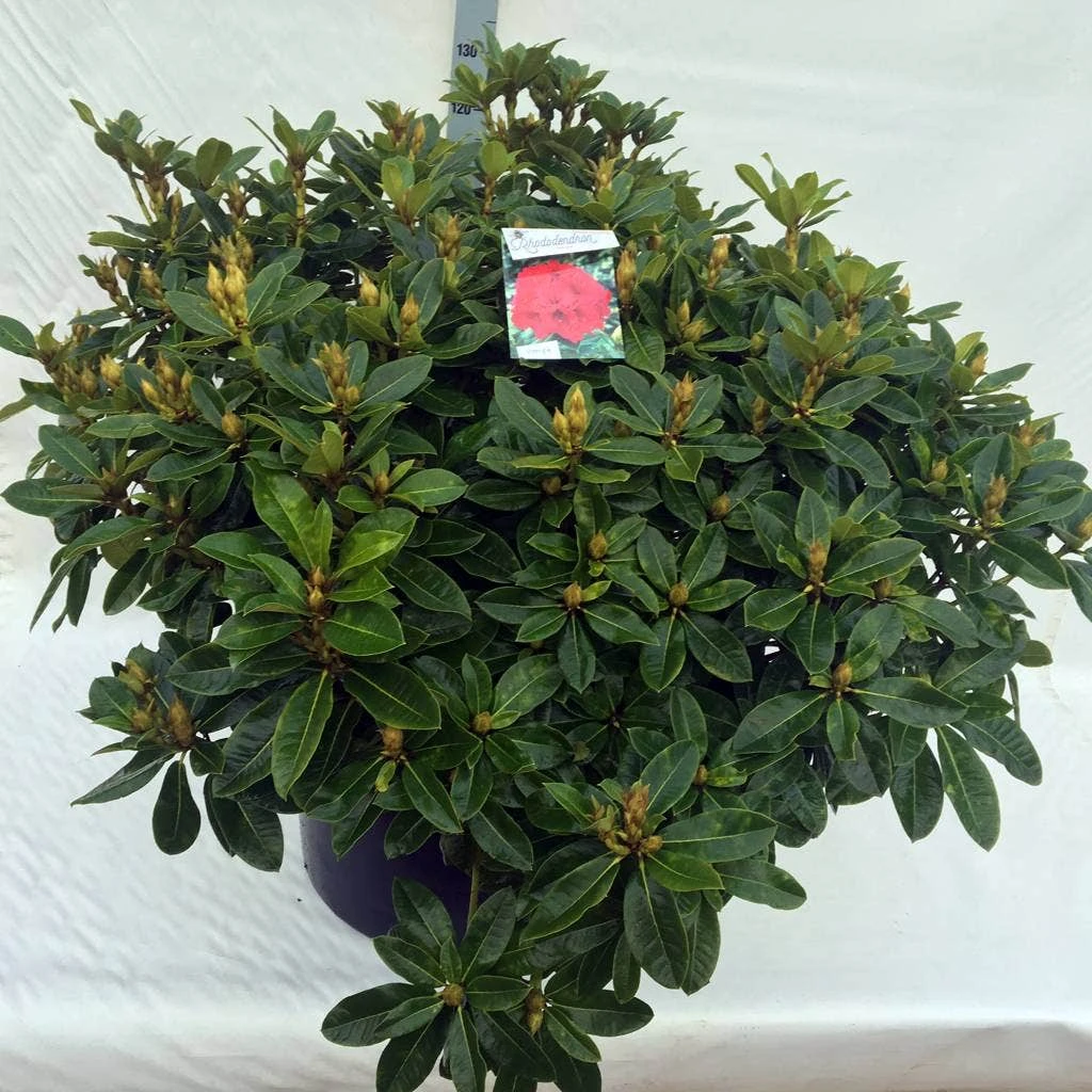 Rhododendron (Rhododendron 'Red Jack') 18 Rhododendron (Rhododendron 'Red Jack') - Afbeelding 18