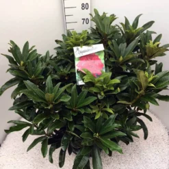 Rhododendron (Rhododendron 'Wilgen's Ruby') -Natuur Kus Verkoopwinkel rho. wilgens ruby c20