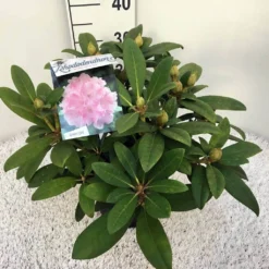 Rhododendron (Rhododendron 'Doc') -Natuur Kus Verkoopwinkel rho. y doc c5