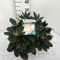Dwergrhododendron (Rhododendron 'Golden Torch') -Natuur Kus Verkoopwinkel rho. y golden torch c5