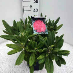 Dwergrhododendron (Rhododendron 'Sweet Sue') -Natuur Kus Verkoopwinkel rho. y sweet sue c5