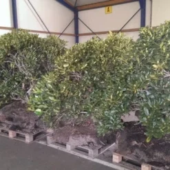 Rhododendron (Rhododendron 'Cunningham White') -Natuur Kus Verkoopwinkel rhodo cun white